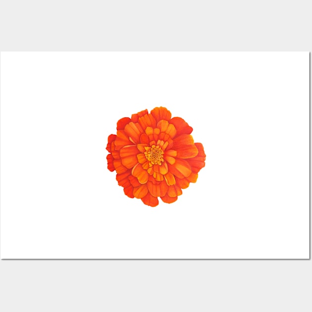 French Marigold Wall Art by veroniqueayac